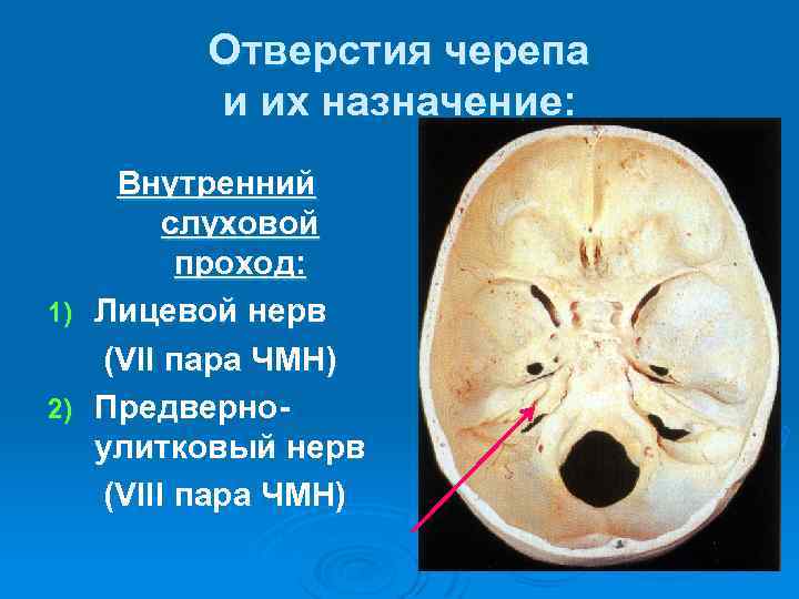 Отверстия черепа и их назначение: Внутренний слуховой проход: 1) Лицевой нерв (VII пара ЧМН)