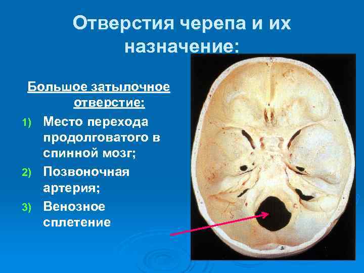 Отверстия черепа и их назначение: Большое затылочное отверстие: 1) Место перехода продолговатого в спинной