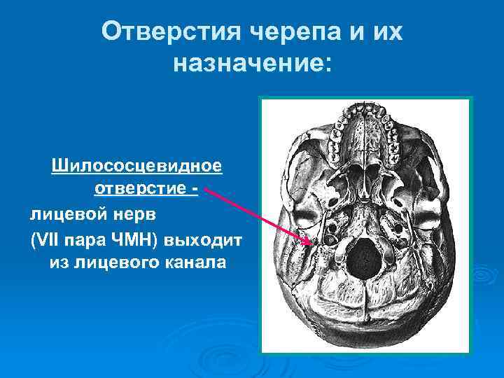 Отверстия черепа и их назначение: Шилососцевидное отверстие лицевой нерв (VII пара ЧМН) выходит из