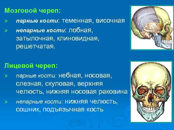 Мозговой череп: Ø парные кости: теменная, височная Ø непарные кости: лобная, затылочная, клиновидная, решетчатая.