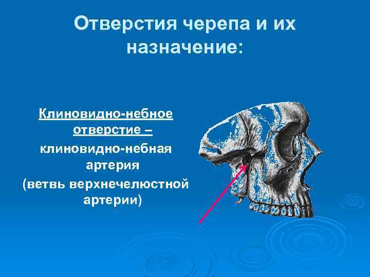 Отверстия черепа и их назначение: Клиновидно-небное отверстие – клиновидно-небная артерия (ветвь верхнечелюстной артерии) 