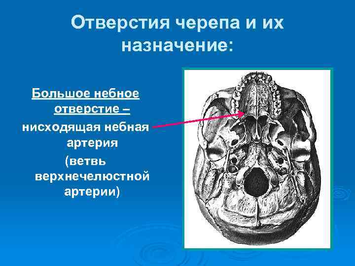 Овальное отверстие находится. Большое небное отверстие анатомия череп. Овальное отверстие черепа.