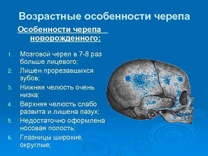 Отделы черепа рыбы. Характеристика строения костей черепа. Соединения костей черепа возрастные различия. Характеристика костей черепа мозговой отдел.