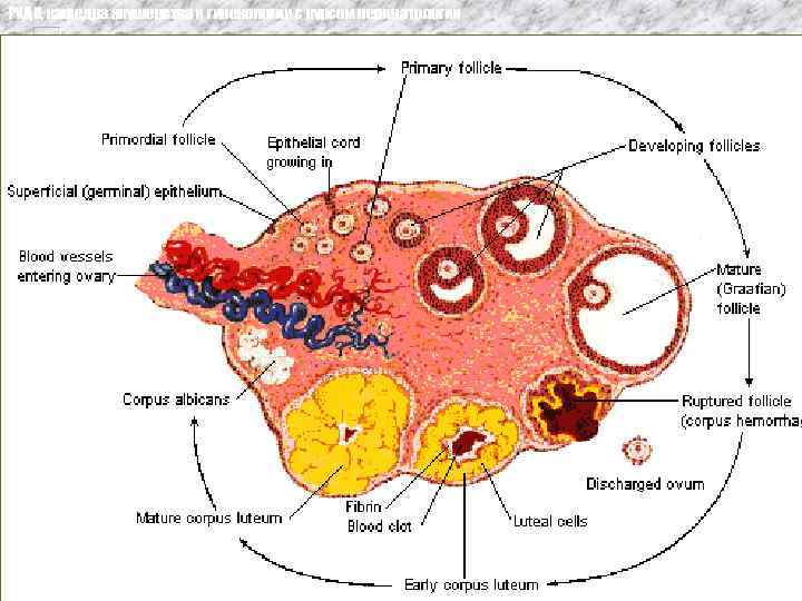 РУДН, кафедра акушерства и гинекологии с курсом перинатологии 
