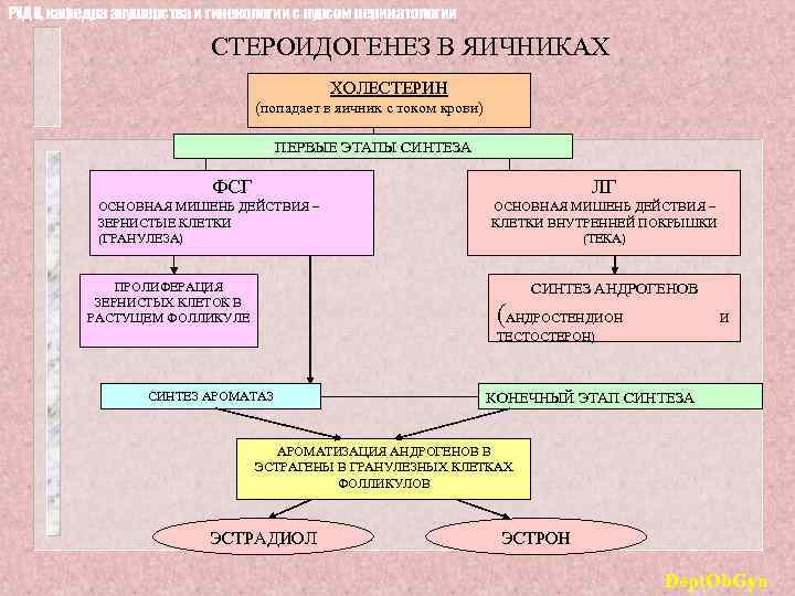 РУДН, кафедра акушерства и гинекологии с курсом перинатологии СТЕРОИДОГЕНЕЗ В ЯИЧНИКАХ ХОЛЕСТЕРИН (попадает в
