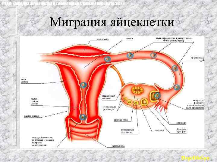 РУДН, кафедра акушерства и гинекологии с курсом перинатологии Миграция яйцеклетки Dept. Ob. Gyn 