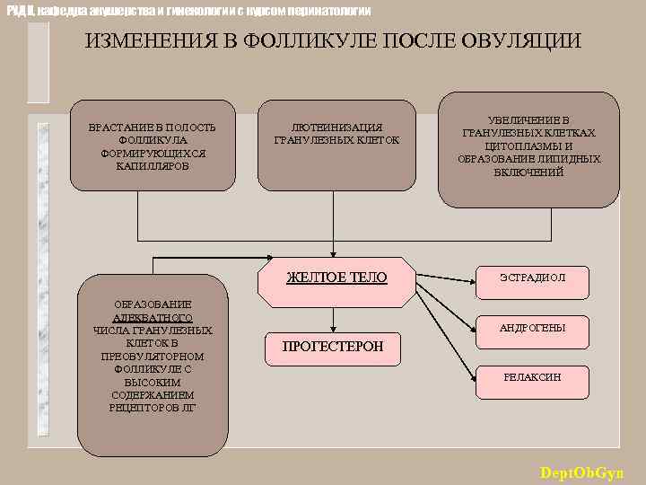РУДН, кафедра акушерства и гинекологии с курсом перинатологии ИЗМЕНЕНИЯ В ФОЛЛИКУЛЕ ПОСЛЕ ОВУЛЯЦИИ ВРАСТАНИЕ