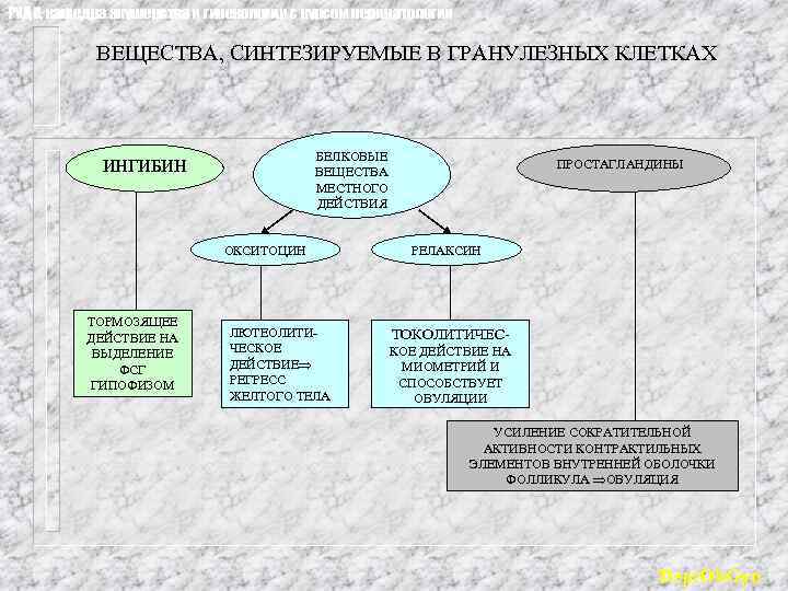 РУДН, кафедра акушерства и гинекологии с курсом перинатологии ВЕЩЕСТВА, СИНТЕЗИРУЕМЫЕ В ГРАНУЛЕЗНЫХ КЛЕТКАХ БЕЛКОВЫЕ