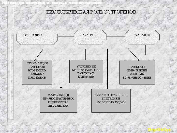 РУДН, кафедра акушерства и гинекологии с курсом перинатологии БИОЛОГИЧЕСКАЯ РОЛЬ ЭСТРОГЕНОВ ЭСТРАДИОЛ СТИМУЛЯЦИЯ РАЗВИТИЯ