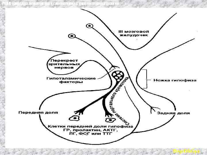 РУДН, кафедра акушерства и гинекологии с курсом перинатологии Dept. Ob. Gyn 