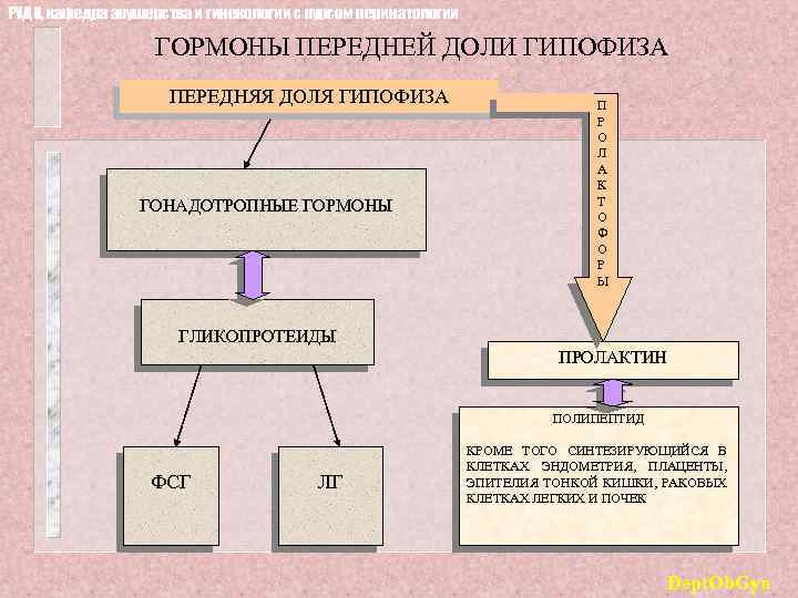 РУДН, кафедра акушерства и гинекологии с курсом перинатологии ГОРМОНЫ ПЕРЕДНЕЙ ДОЛИ ГИПОФИЗА ПЕРЕДНЯЯ ДОЛЯ