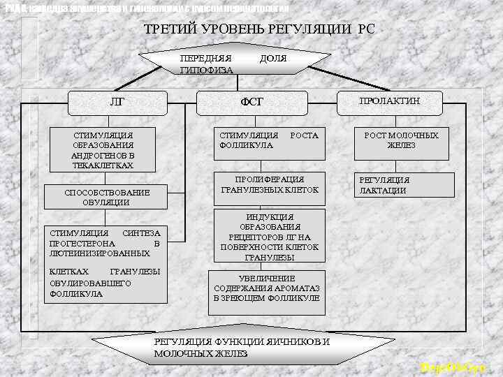 РУДН, кафедра акушерства и гинекологии с курсом перинатологии ТРЕТИЙ УРОВЕНЬ РЕГУЛЯЦИИ РС ПЕРЕДНЯЯ ГИПОФИЗА