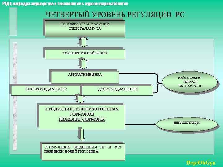 РУДН, кафедра акушерства и гинекологии с курсом перинатологии ЧЕТВЕРТЫЙ УРОВЕНЬ РЕГУЛЯЦИИ РС ГИПОФИЗОТРОПНАЯ ЗОНА
