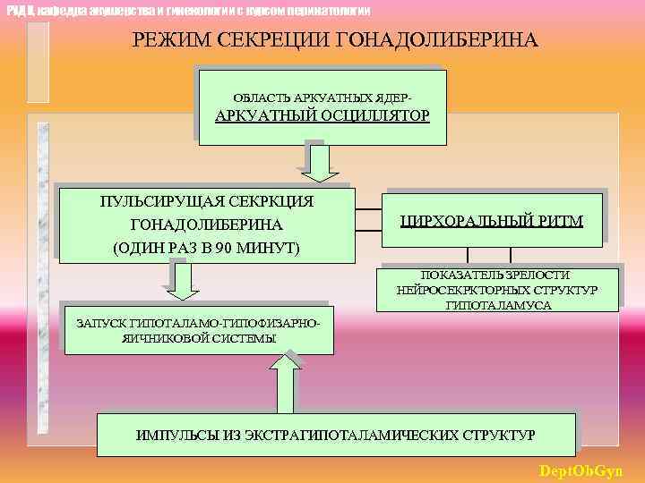 РУДН, кафедра акушерства и гинекологии с курсом перинатологии РЕЖИМ СЕКРЕЦИИ ГОНАДОЛИБЕРИНА ОБЛАСТЬ АРКУАТНЫХ ЯДЕР-