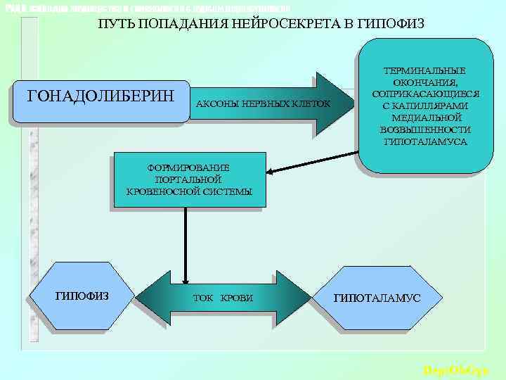 РУДН, кафедра акушерства и гинекологии с курсом перинатологии ПУТЬ ПОПАДАНИЯ НЕЙРОСЕКРЕТА В ГИПОФИЗ ГОНАДОЛИБЕРИН