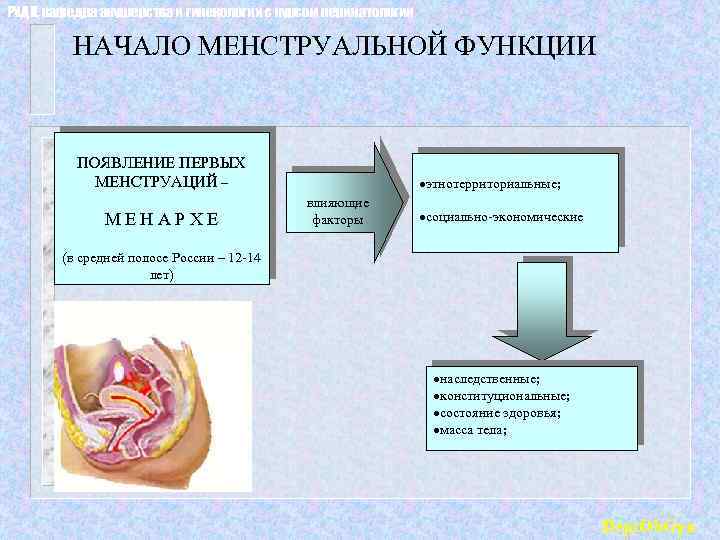РУДН, кафедра акушерства и гинекологии с курсом перинатологии НАЧАЛО МЕНСТРУАЛЬНОЙ ФУНКЦИИ ПОЯВЛЕНИЕ ПЕРВЫХ МЕНСТРУАЦИЙ