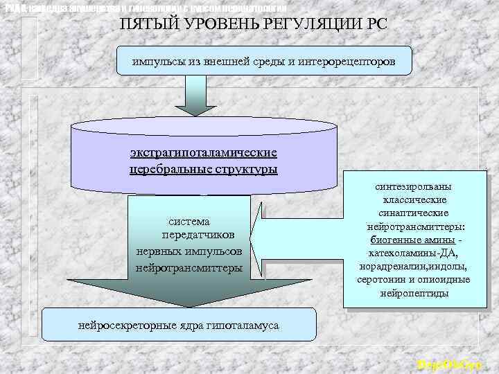 РУДН, кафедра акушерства и гинекологии с курсом перинатологии ПЯТЫЙ УРОВЕНЬ РЕГУЛЯЦИИ РС импульсы из