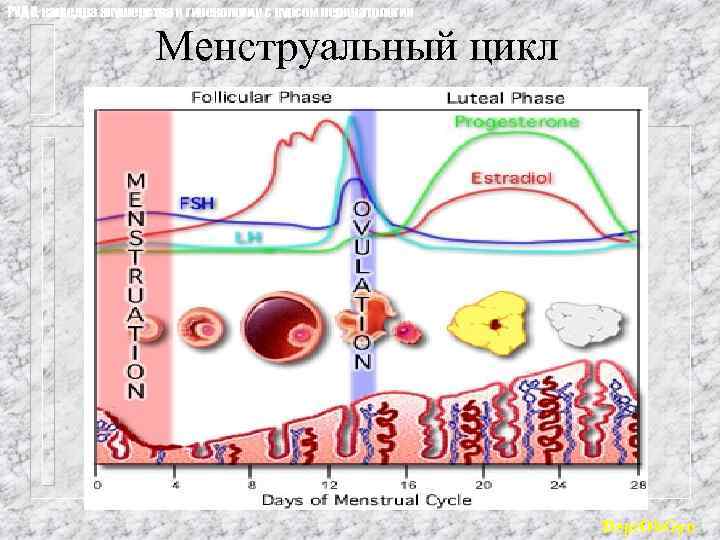 РУДН, кафедра акушерства и гинекологии с курсом перинатологии Менструальный цикл Dept. Ob. Gyn 