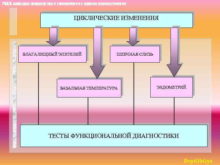 РУДН, кафедра акушерства и гинекологии с курсом перинатологии ЦИКЛИЧЕСКИЕ ИЗМЕНЕНИЯ ВЛАГАЛИЩНЫЙ ЭПИТЕЛИЙ ШЕЕЧНАЯ СЛИЗЬ