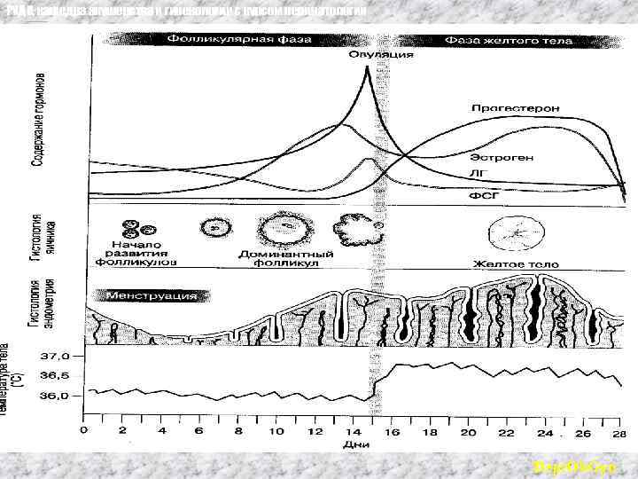РУДН, кафедра акушерства и гинекологии с курсом перинатологии Dept. Ob. Gyn 