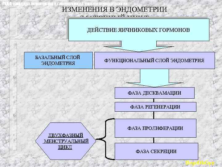 РУДН, кафедра акушерства и гинекологии с курсом перинатологии ИЗМЕНЕНИЯ В ЭНДОМЕТРИИ (МАТОЧНЫЙ ЦИКЛ) ДЕЙСТВИЕ