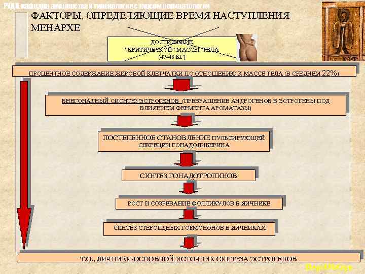 РУДН, кафедра акушерства и гинекологии с курсом перинатологии ФАКТОРЫ, ОПРЕДЕЛЯЮЩИЕ ВРЕМЯ НАСТУПЛЕНИЯ МЕНАРХЕ ДОСТИЖЕНИЕ