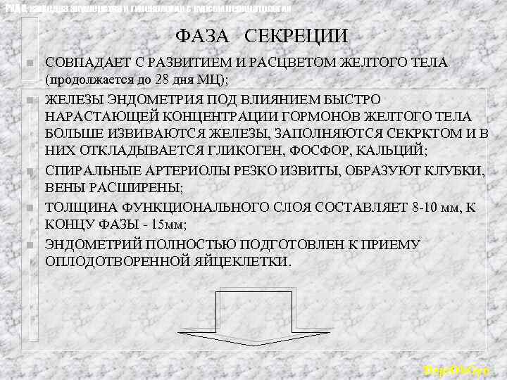 РУДН, кафедра акушерства и гинекологии с курсом перинатологии ФАЗА СЕКРЕЦИИ n n n СОВПАДАЕТ