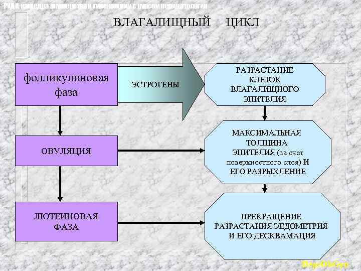 РУДН, кафедра акушерства и гинекологии с курсом перинатологии ВЛАГАЛИЩНЫЙ фолликулиновая фаза ОВУЛЯЦИЯ ЛЮТЕИНОВАЯ ФАЗА