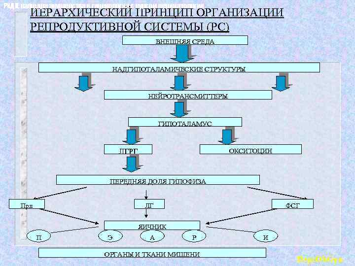 Препараты репродуктивной системы. Кафедра акушерства и гинекологии РУДН. Принцип иерархической организации памяти. Окситоцин ткани мишени.