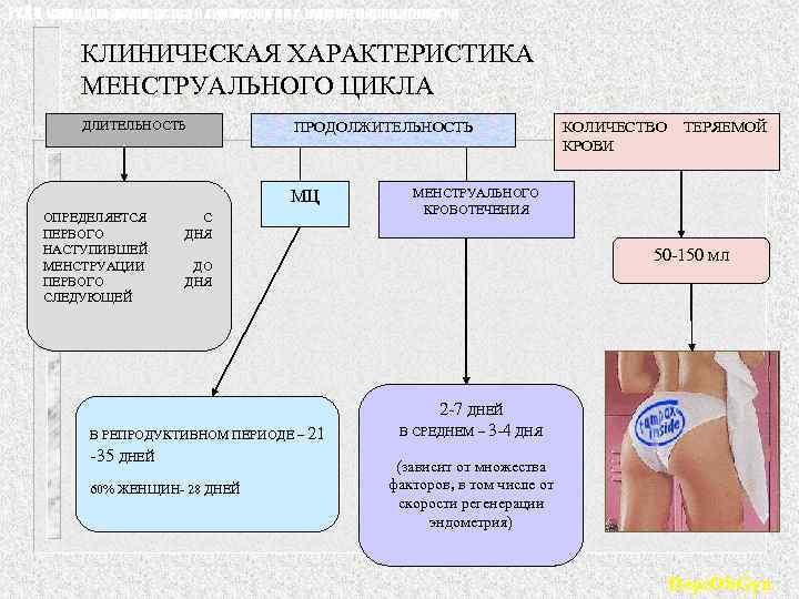 РУДН, кафедра акушерства и гинекологии с курсом перинатологии КЛИНИЧЕСКАЯ ХАРАКТЕРИСТИКА МЕНСТРУАЛЬНОГО ЦИКЛА ДЛИТЕЛЬНОСТЬ ПРОДОЛЖИТЕЛЬНОСТЬ