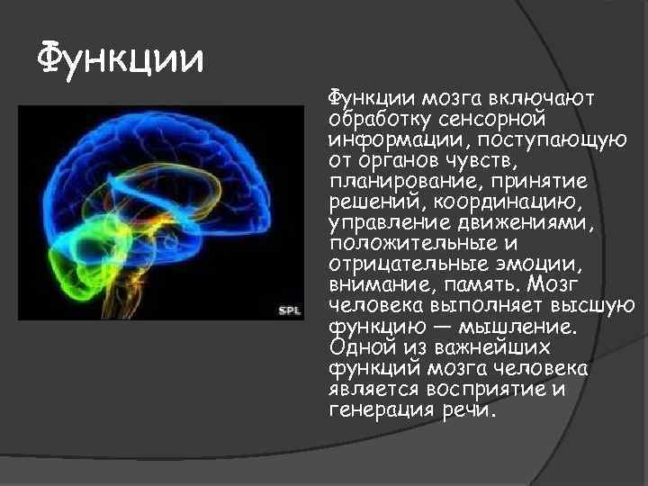 Функции мозга включают обработку сенсорной информации, поступающую от органов чувств, планирование, принятие решений, координацию,