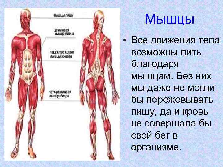 Мышцы • Все движения тела возможны лить благодаря мышцам. Без них мы даже не