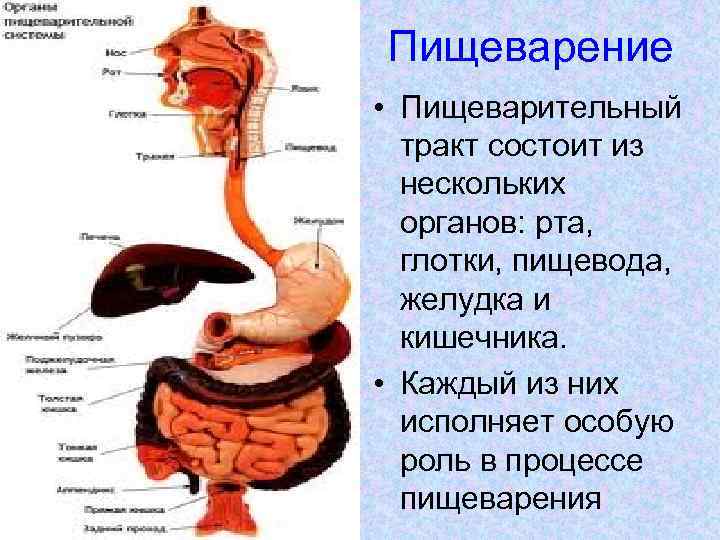 Пищеварение • Пищеварительный тракт состоит из нескольких органов: рта, глотки, пищевода, желудка и кишечника.