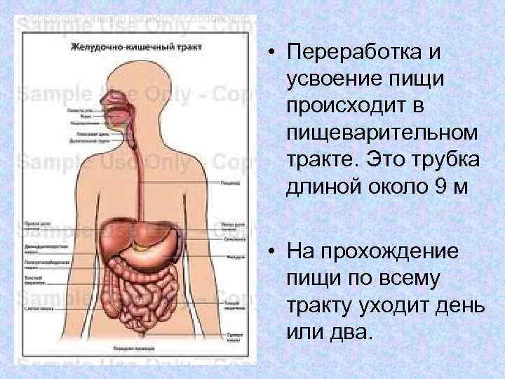  • Переработка и усвоение пищи происходит в пищеварительном тракте. Это трубка длиной около
