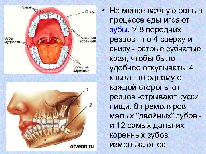  • Не менее важную роль в процессе еды играют зубы. У 8 передних