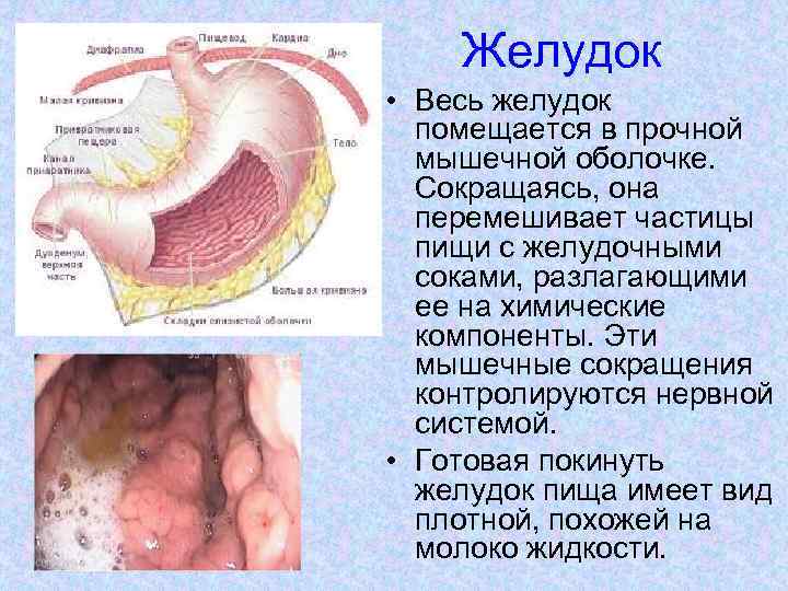 Желудок • Весь желудок помещается в прочной мышечной оболочке. Сокращаясь, она перемешивает частицы пищи