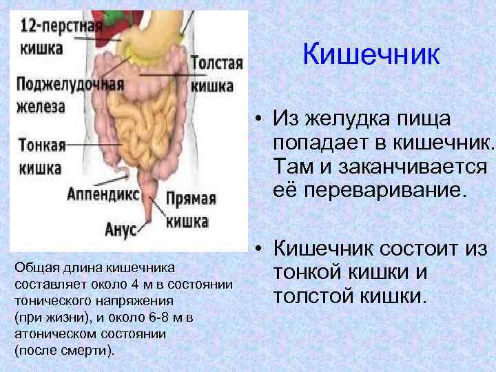 Кишечник • Из желудка пища попадает в кишечник. Там и заканчивается её переваривание. Общая