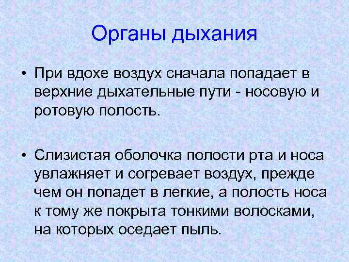 Органы дыхания • При вдохе воздух сначала попадает в верхние дыхательные пути - носовую