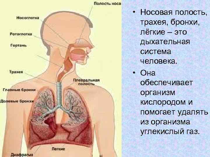  • Носовая полость, трахея, бронхи, лёгкие – это дыхательная система человека. • Она