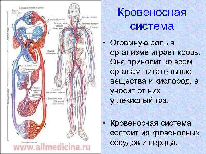Кровеносная система • Огромную роль в организме играет кровь. Она приносит ко всем органам