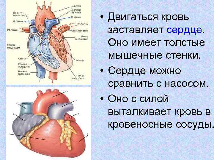  • Двигаться кровь заставляет сердце. Оно имеет толстые мышечные стенки. • Сердце можно