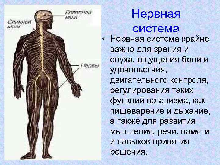Нервная система • Нервная система крайне важна для зрения и слуха, ощущения боли и