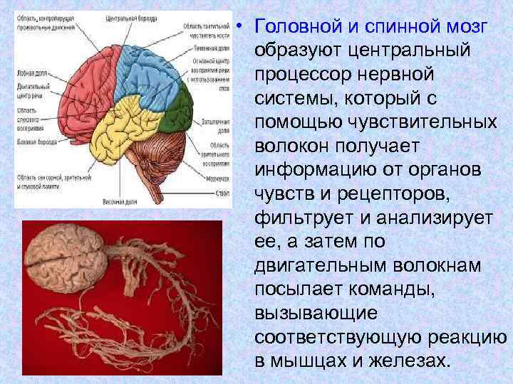  • Головной и спинной мозг образуют центральный процессор нервной системы, который с помощью