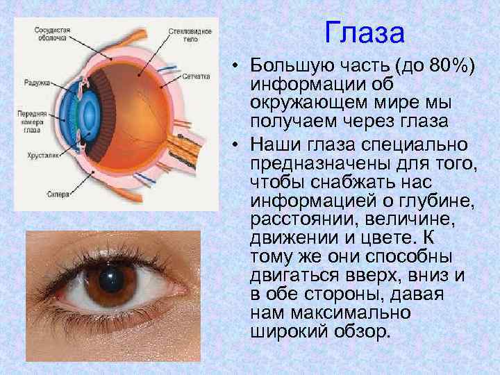 Глаза • Большую часть (до 80%) информации об окружающем мире мы получаем через глаза