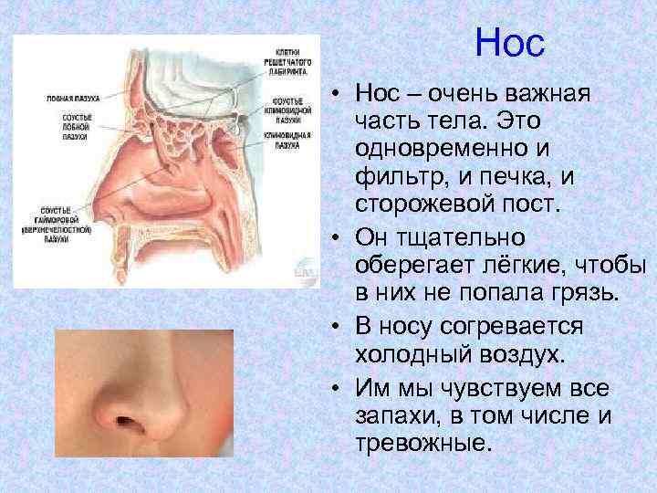 Нос • Нос – очень важная часть тела. Это одновременно и фильтр, и печка,