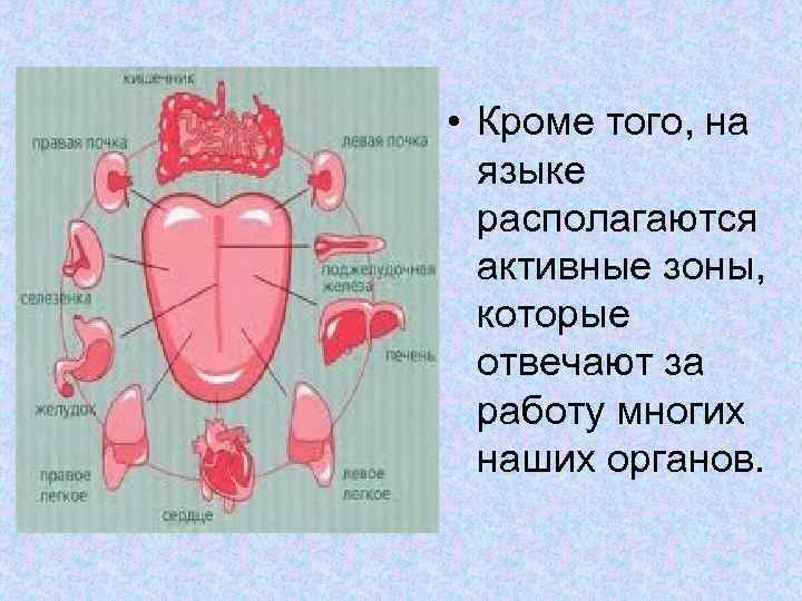  • Кроме того, на языке располагаются активные зоны, которые отвечают за работу многих