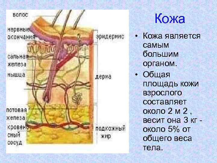Кожа • Кожа является самым большим органом. • Общая площадь кожи взрослого составляет около