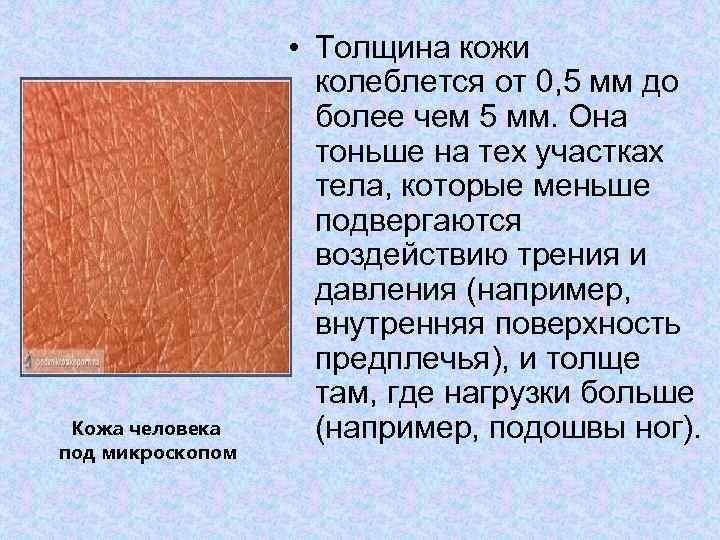 Кожа человека под микроскопом • Толщина кожи колеблется от 0, 5 мм до более