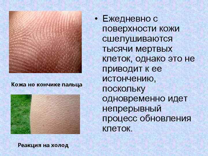 Кожа но кончике пальца Реакция на холод • Ежедневно с поверхности кожи сшелушиваются тысячи