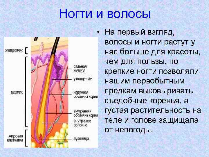 Ногти и волосы • На первый взгляд, волосы и ногти растут у нас больше